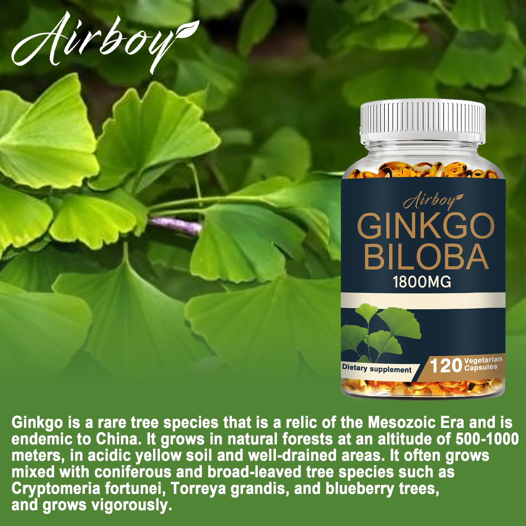 Ginkgo Biloba Capsules - Boost Brain, Improve Memory and Cognitive Abilities, Improve Blood Circulation - 120 Capsules