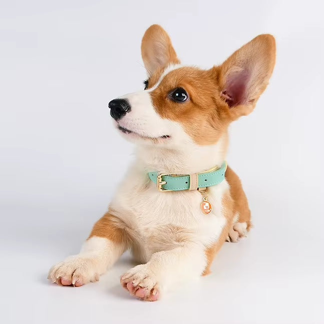 S M L Dog Collar